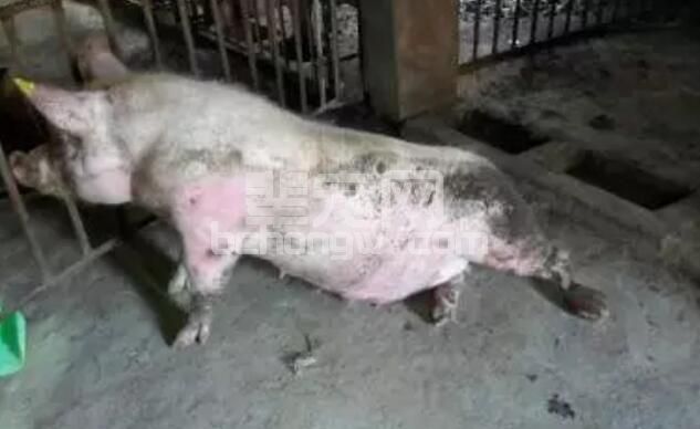 瘫痪是母猪常患病，养猪人警惕！