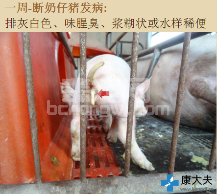 看完就知道 仔猪白痢准确诊断和防治！