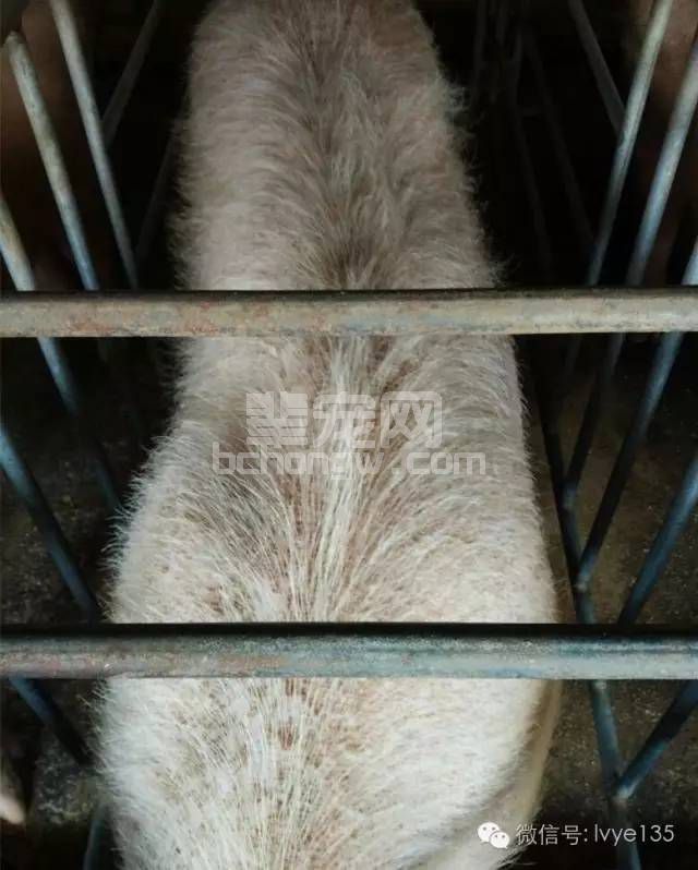 猪发病后毛孔出血分析及预防？