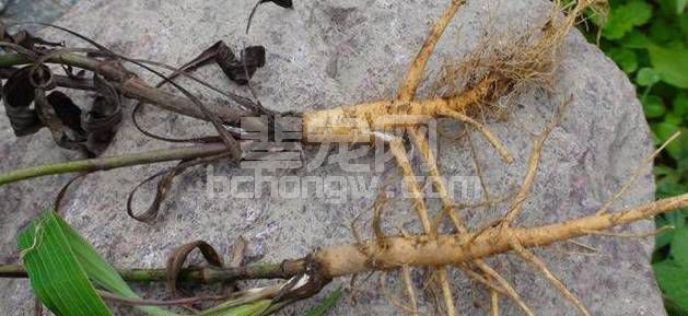 这味药材，超过半数兽医未完全发挥它的功效，不信请看