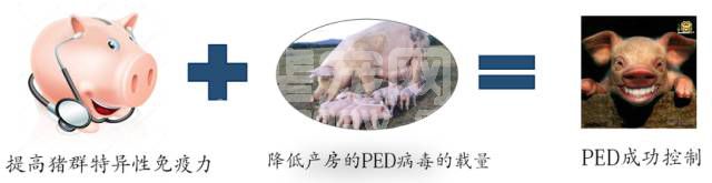猪流行性腹泻控制的关键在于提高猪群特异性免疫力