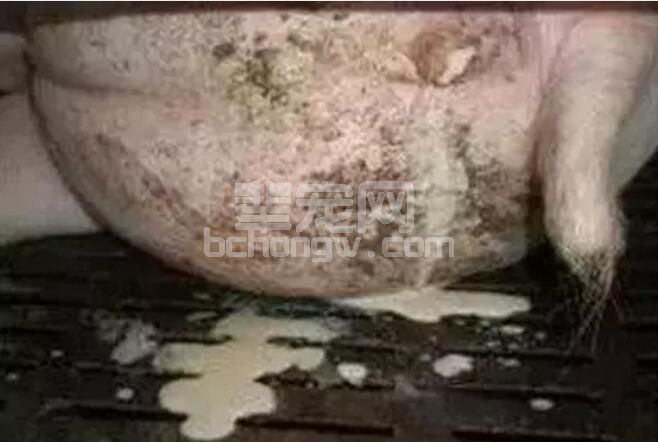 这些母猪更容易发生子宫内膜炎，应特别关注！