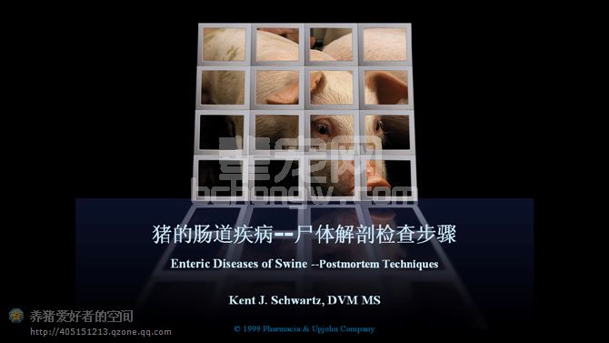 标准的“猪解剖步骤”（图文并茂）