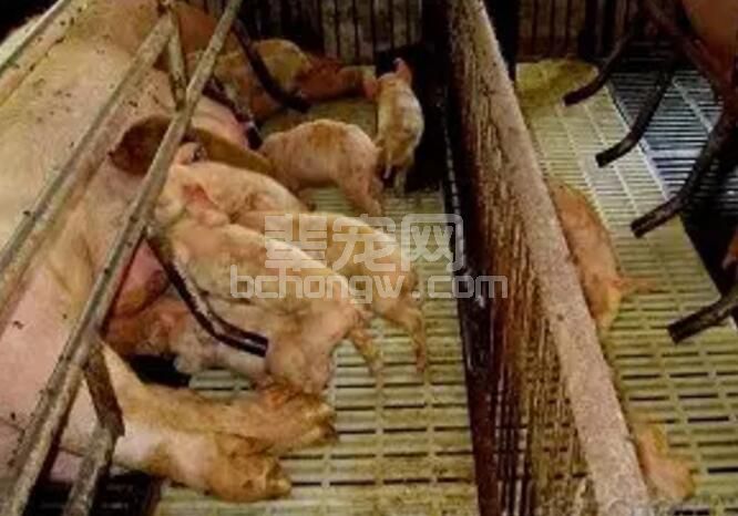 猪病毒性腹泻的症状及处理方案！