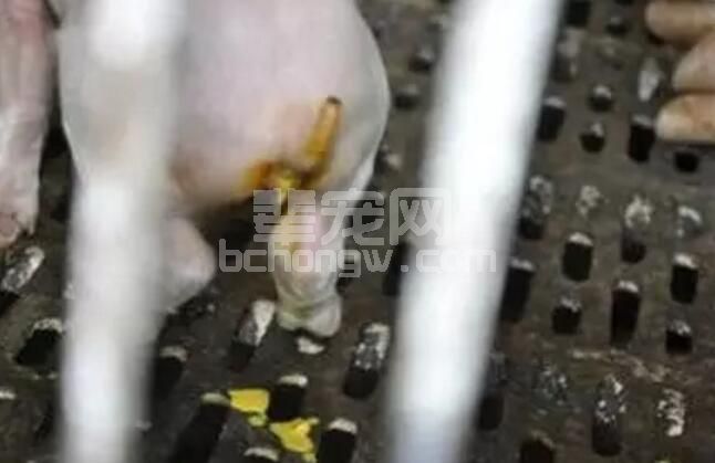 为什么传统防控措施不能防治仔猪黄白痢？