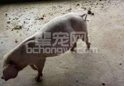 天气越来越热了，猪胀气咋弄？