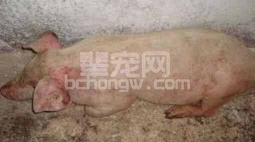 猪皮肤出现大量出血点　与这6种猪病有关