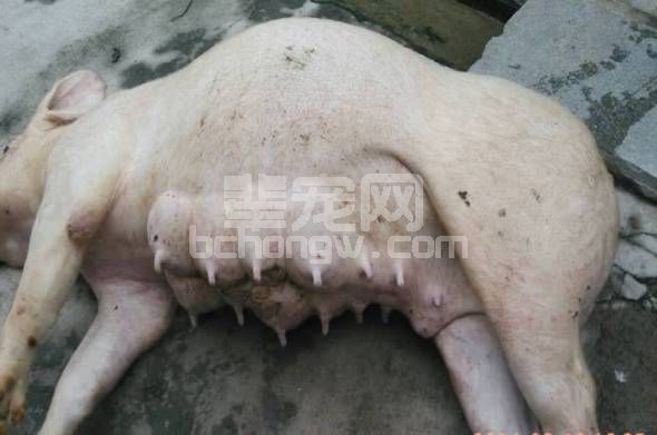 夏季谨防母猪胀气“猝死”