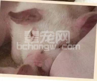 猪繁殖与呼吸障碍综合征的诊断及发病特点