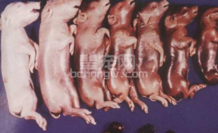 猪场又到乙脑普防季，话说“猪流行性乙型脑炎防控要点”