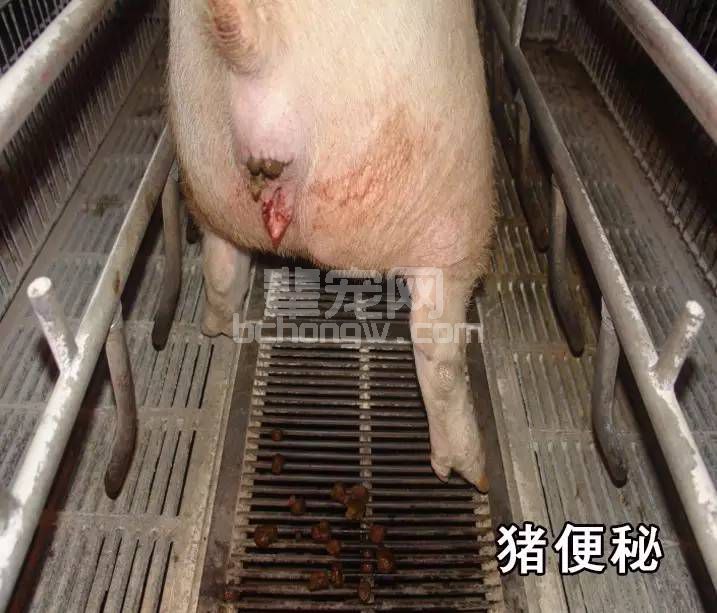 母猪便秘是病，得治！
