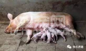 母猪一系列问题的根源在哪里，如何防控，你做对了吗？