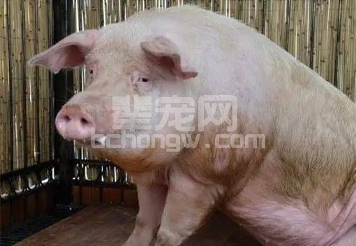 猪咳嗽、关节炎等14种猪病治疗中药方！