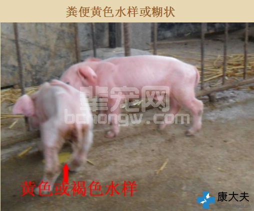 6张图诊断仔猪黄痢！