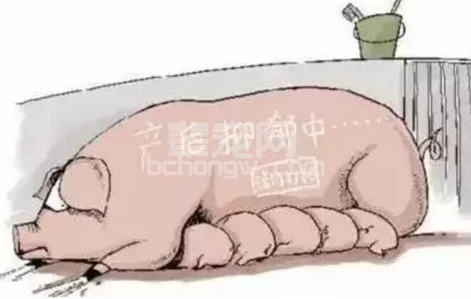 母猪产后消炎之我见！