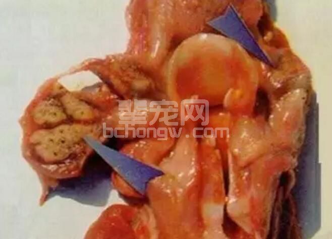 专家支招：春季仔猪饲养要防副伤寒