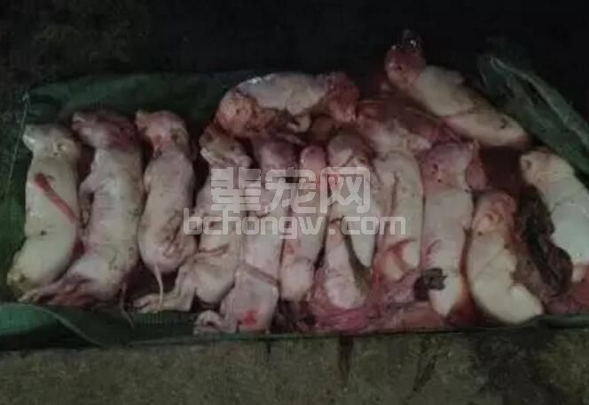 母猪流产危害太大 必须采取综合防治措施
