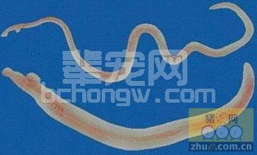 寄生虫感染给养殖专业户带来的巨大经济损失