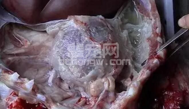 猪传染性胸膜肺炎主要感染育肥猪，看看我国那些地区流行！