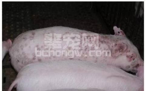 猪皮炎、斑疹的鉴别，多用中药治疗效果好