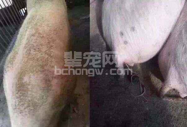 猪寄生虫病，应以防为主，防治结合！