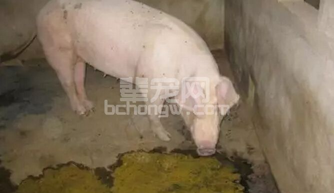 猪吃料呕吐的原因分析，这些您都知道吗？？？