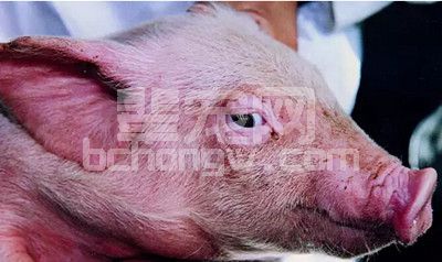 收藏！猪咳嗽、关节炎等14种猪病治疗中药方！