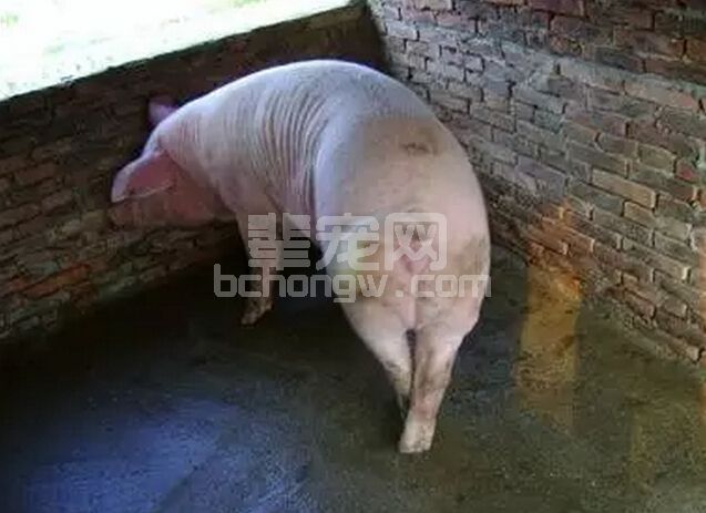 母猪也会产生疲劳综合征，该如何治疗呢？