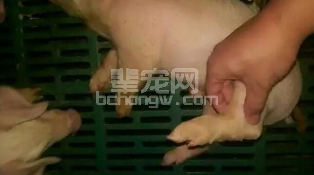 养猪迅速诊断5类猪病，帮您获得更大利润