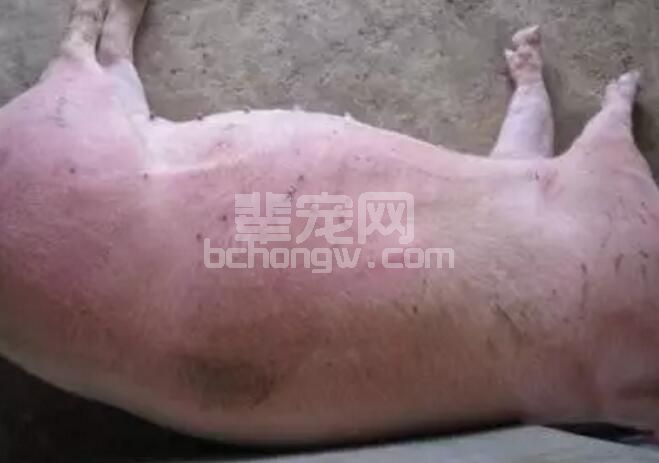 高发病慢性猪瘟继发链球菌及弓形体的治疗