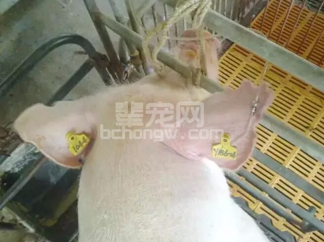 给母猪输液—您需要知道的几个原则