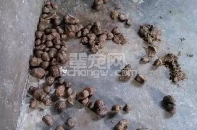 猪胀气，试试这些处理方法，很全面！