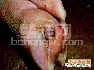 国内80%种猪因蹄病不得不淘汰？关爱母猪请从猪蹄做起！