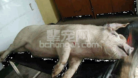 图解病死猪解剖操作程序（一线实操总结）