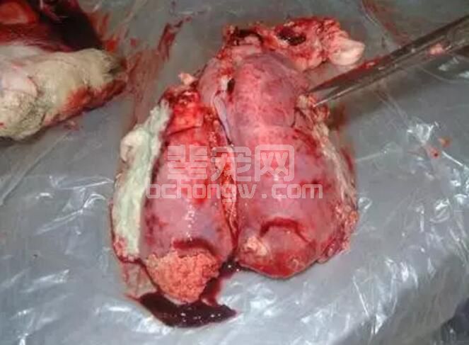 猪肺炎还可以这么治！六种猪病验方进行汇总介绍...