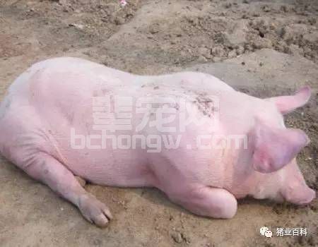 揭秘！猪体温下降的原因和救治方法！值得收藏
