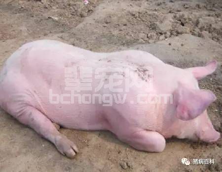 猪体温下降的原因和救治方法！值得收藏