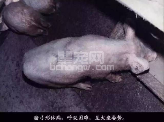 看图识别猪弓形体病，很详细！