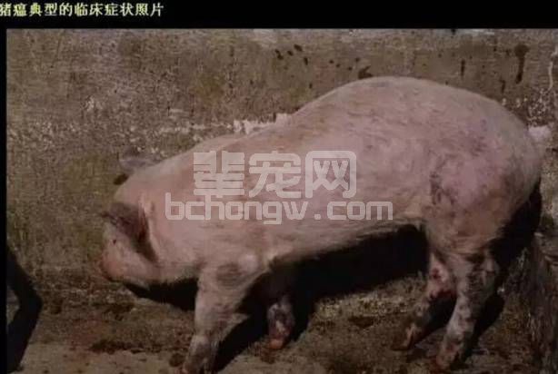 1分钟读懂猪瘟，有图有干货！
