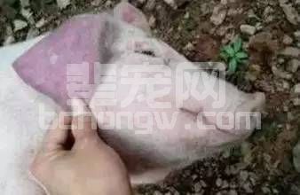猪八种常见皮肤发紫的诊断与防治！