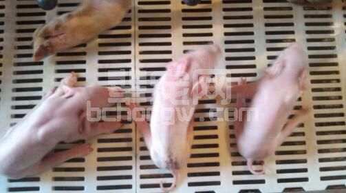 新生仔猪出现八字腿，如何防治？