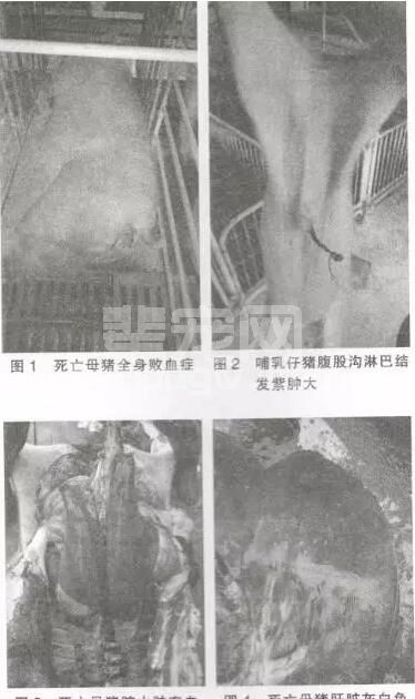 围观：一例猪弓形体病的诊治报告！