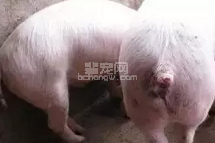 猪咬尾症，又称为“反不适综合症”的防治措施