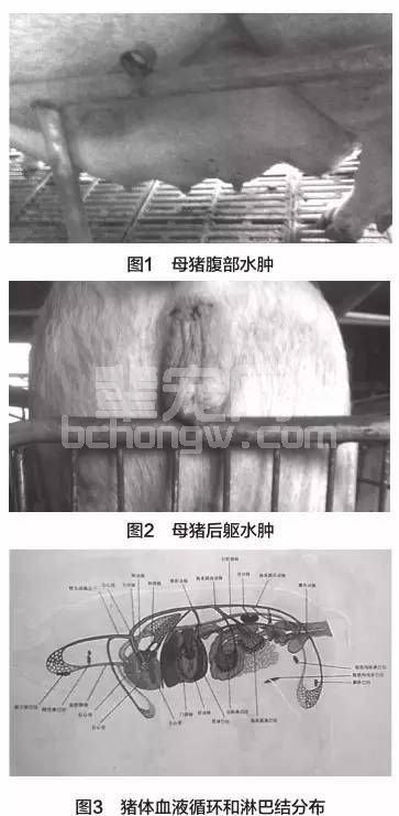 猪病百科：怀孕后期母猪水肿怎么办？