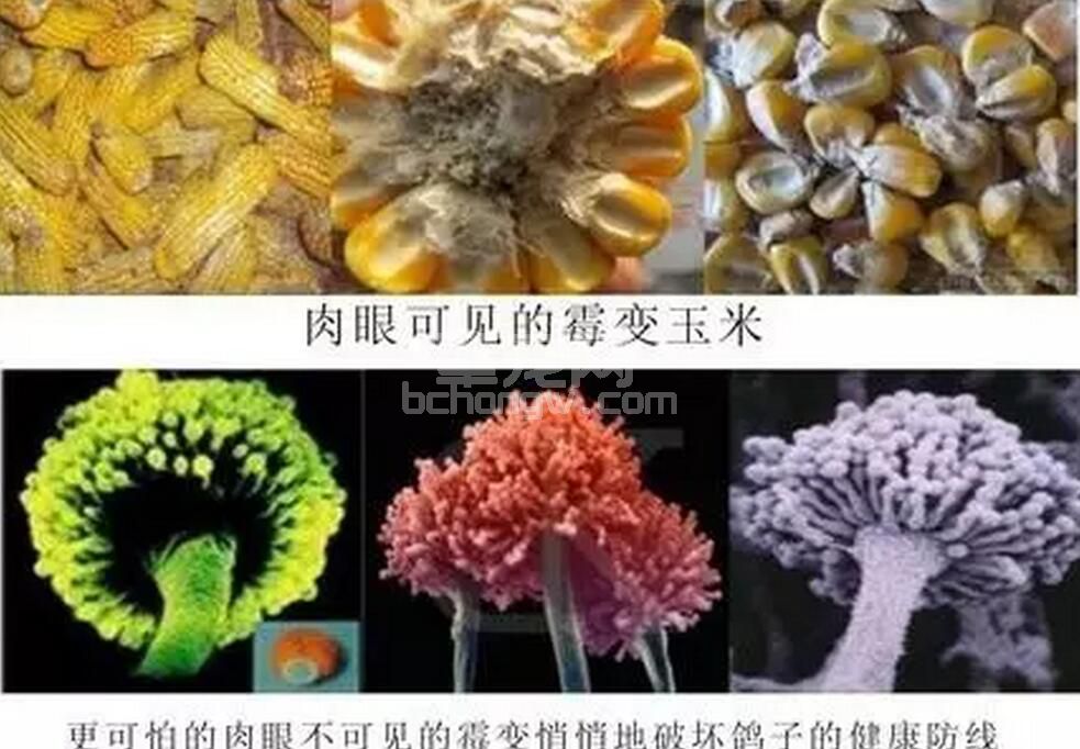 不同霉菌毒素对猪表现症状有异，细说霉菌毒素对猪的临床症状