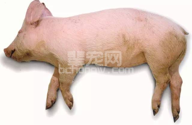 多图教你学会猪的病理解剖，值得收藏!