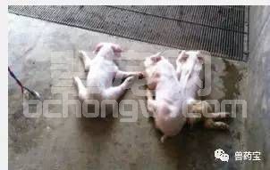 猪寄生虫病对养猪场有什么影响，猪寄生虫病为啥不好