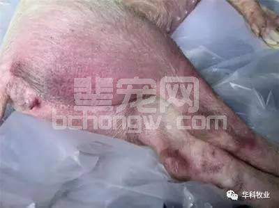 猪得了附红细胞体病，还有治吗？