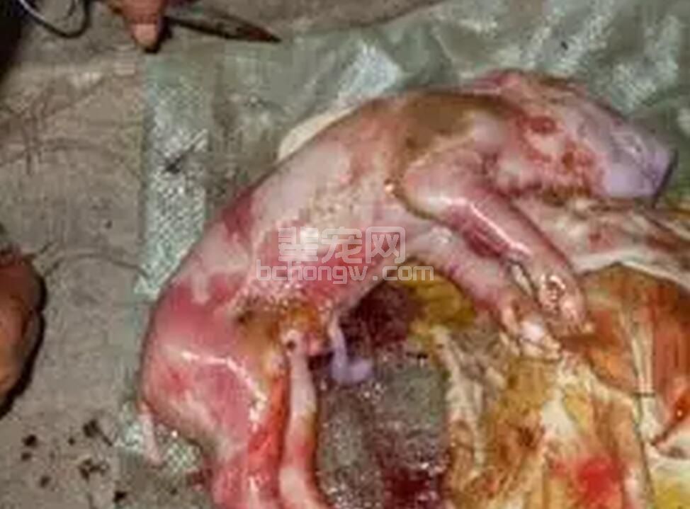 仔猪胎死腹中，罪魁祸首竟是它们！