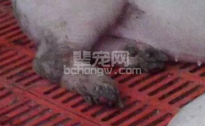 从口蹄疫基础知识、流行及防控注意事项三方面教你如何应对口蹄疫疫情..